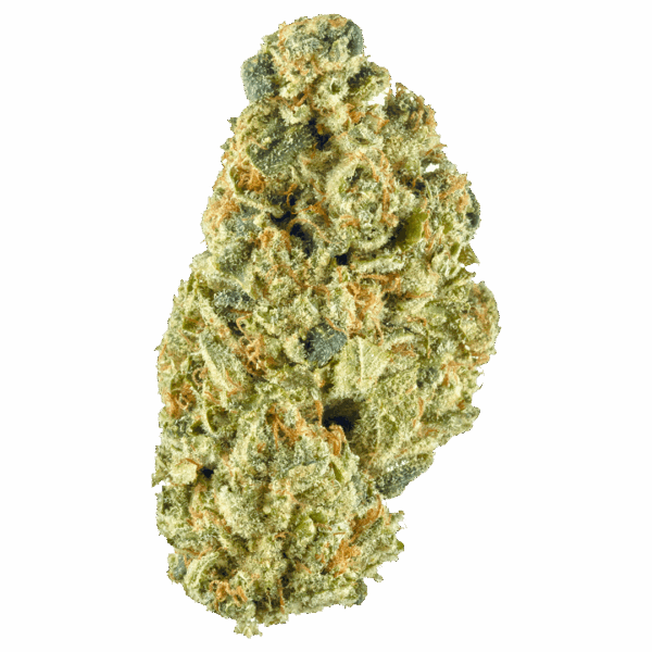 3.5G HEADBAND 26.05% THC SATIVA HYBRID FLOWER FLORA VEGA